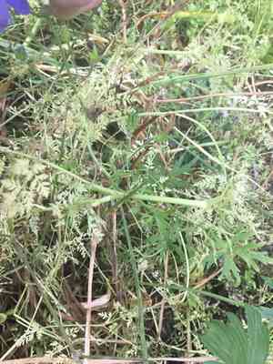Menzies's larkspur(Delphinium menziesii)