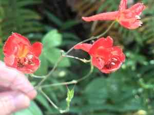 Red larkspur(Delphinium nudicaule)