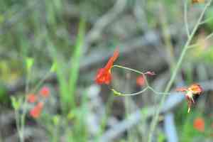 Red larkspur(Delphinium nudicaule)