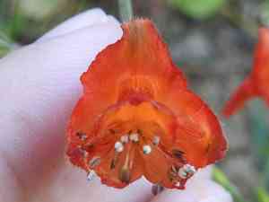 Red larkspur(Delphinium nudicaule)