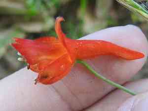 Red larkspur(Delphinium nudicaule)