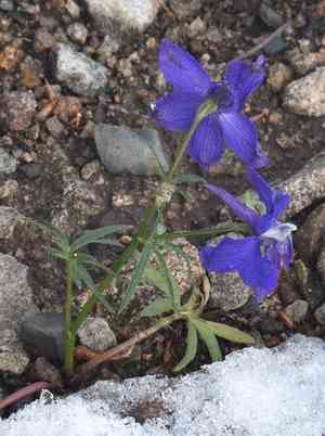 Twolobe larkspur(Delphinium nuttallianum)