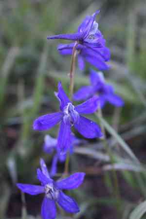 Twolobe larkspur(Delphinium nuttallianum)