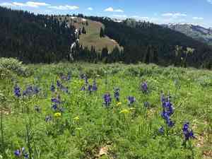 Twolobe larkspur(Delphinium nuttallianum)