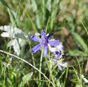 Twolobe larkspur(Delphinium nuttallianum)