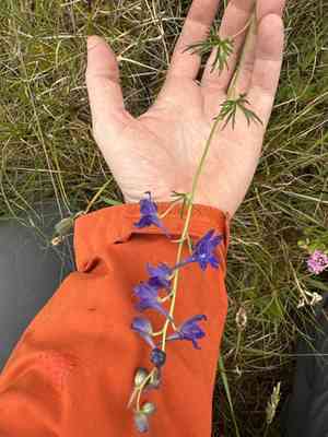 Upland larkspur(Delphinium nuttallii)