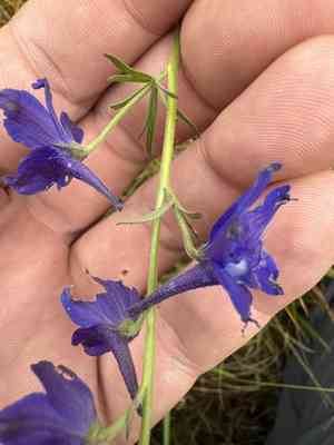 Upland larkspur(Delphinium nuttallii)