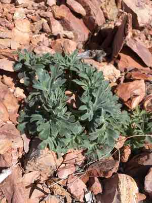Desert larkspur(Delphinium parishii)