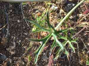 Desert larkspur(Delphinium parishii)