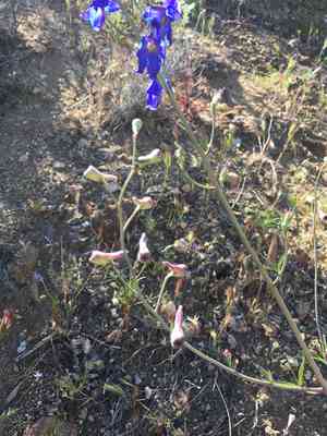 Desert larkspur(Delphinium parishii)