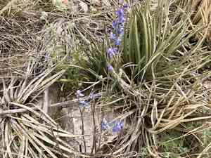 Desert larkspur(Delphinium parishii)