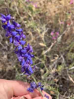 San bernardino larkspur(Delphinium parryi)