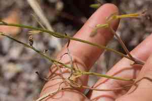 San bernardino larkspur(Delphinium parryi)