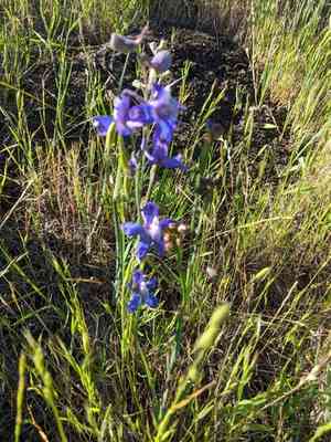 San bernardino larkspur(Delphinium parryi)