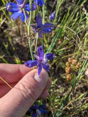 San bernardino larkspur(Delphinium parryi)
