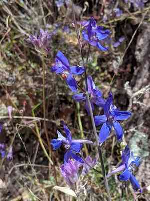 Tall mountain larkspur(Delphinium scaposum)