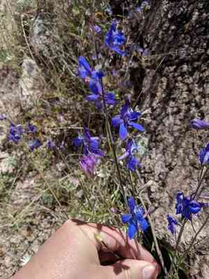 Tall mountain larkspur(Delphinium scaposum)