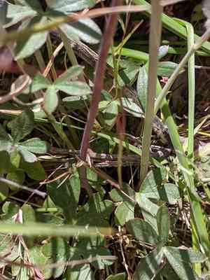 Tall mountain larkspur(Delphinium scaposum)