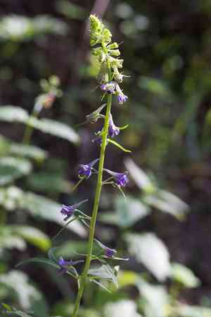 Tall mountain larkspur(Delphinium scopulorum)