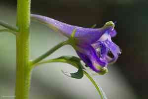 Tall mountain larkspur(Delphinium scopulorum)