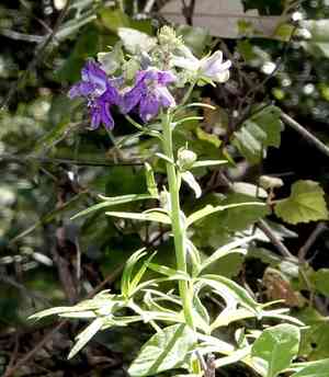 Tall mountain larkspur(Delphinium scopulorum)
