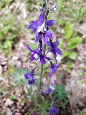 Dwarf larkspur(Delphinium tricorne)