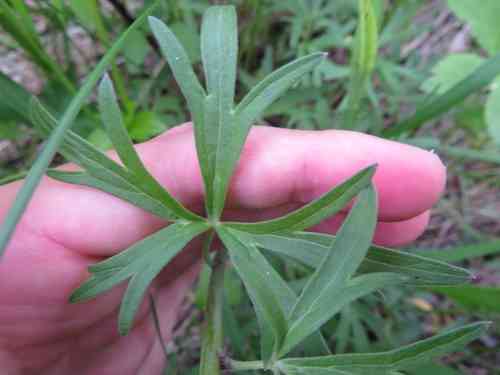 Dwarf larkspur(Delphinium tricorne)