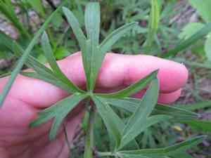 Dwarf larkspur(Delphinium tricorne)