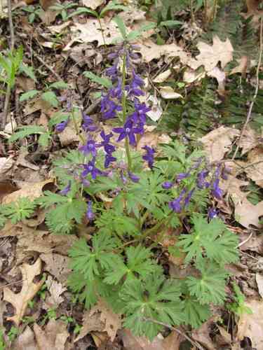 Dwarf larkspur(Delphinium tricorne)