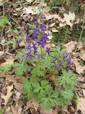 Dwarf larkspur(Delphinium tricorne)