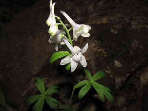 Dwarf larkspur(Delphinium tricorne)
