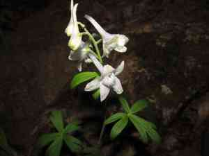 Dwarf larkspur(Delphinium tricorne)