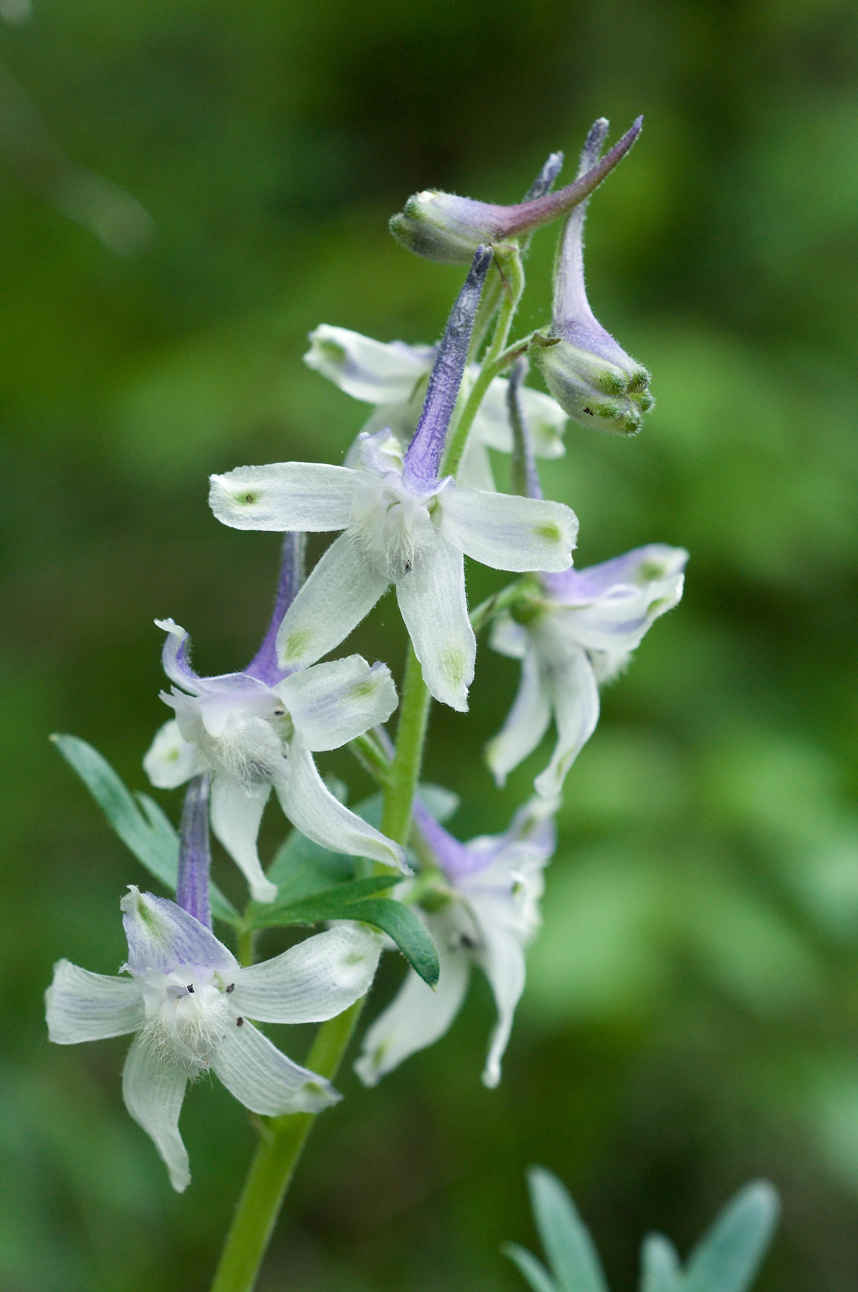 Dwarf larkspur