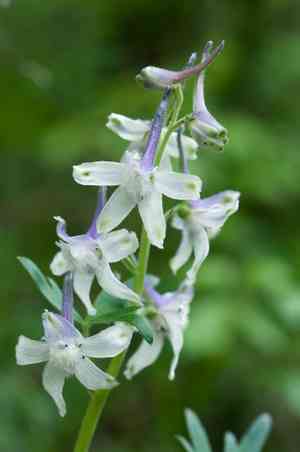 Dwarf larkspur(Delphinium tricorne)