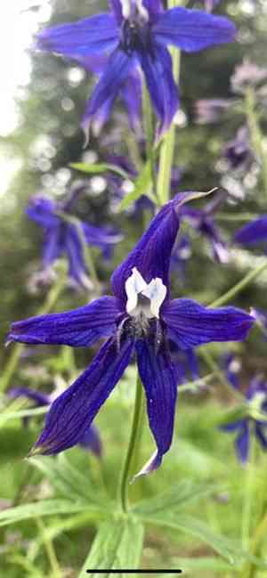 Columbian larkspur(Delphinium trolliifolium)