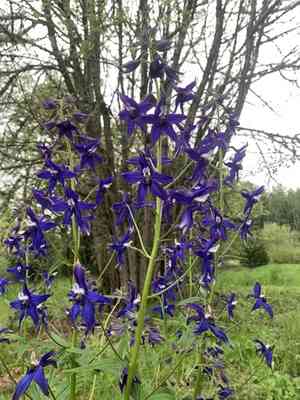 Columbian larkspur(Delphinium trolliifolium)