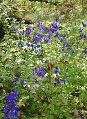 Columbian larkspur(Delphinium trolliifolium)