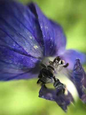 Columbian larkspur(Delphinium trolliifolium)