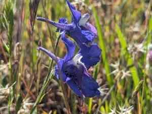 Royal larkspur(Delphinium variegatum)