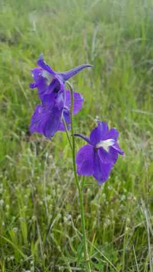 Royal larkspur(Delphinium variegatum)