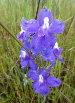 Royal larkspur(Delphinium variegatum)