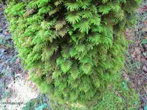 Plume moss(Dendroalsia abietina)