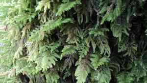 Plume moss(Dendroalsia abietina)