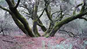 Plume moss(Dendroalsia abietina)