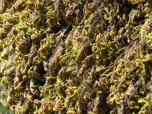 Plume moss(Dendroalsia abietina)