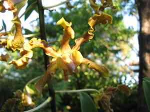 Golden orchid(Dendrobium discolor)