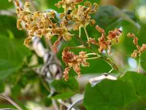 Golden orchid(Dendrobium discolor)