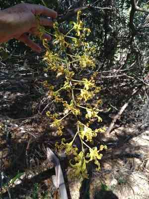 Golden orchid(Dendrobium discolor)