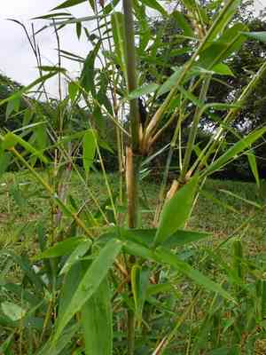 Male bamboo(Dendrocalamus strictus)