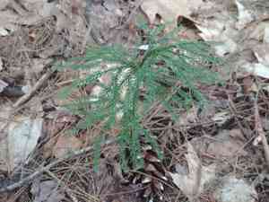 Flat-Branched Tree-Clubmoss(Dendrolycopodium obscurum)